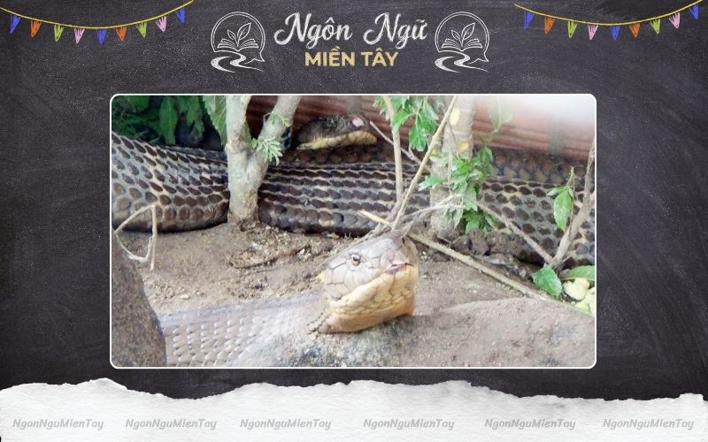 Giải đáp sự thật về rắn Hổ Mây khổng lồ ở Núi Cấm