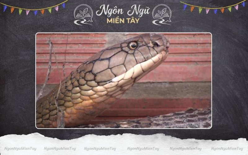 Ngày nay rắn Hổ Mây Núi Cấm đã không còn nhiều nữa